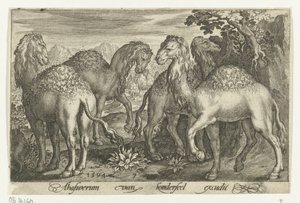 Fire dromedarer Animalivm qvadrvpedvm (serietittel) Dyr i landskap (serietittel) av Nicolaes de Bruyn