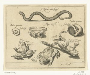 Vannslange, frosker og padder Libelivs diverse Genera piscium complectens (serietittel) Ferskvannsfisk, marin fisk, frosker, krepsdyr og sjødyr (serietittel) av Nicolaes de Bruyn