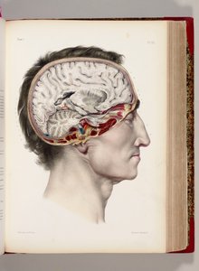 Et håndfarget litografi av et dissekert hode i profil som viser hjernen, fra "Traite Complet de l'Anatomie de l'Homme, Compissant la Medicine Operatoire", 1831-54