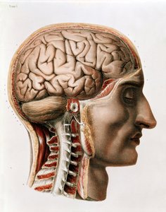 The Brain, tallerken fra 