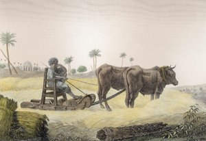 Harvesting Corn, fra bind II Arts and Trades av 