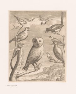Ugle og andre fugler Alouco Hibou (tittel på objekt) Fugler fra Versailles Zoo (serietittel) av Nicolas Robert (possibly)