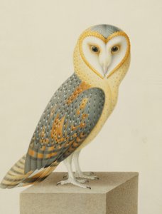 En barnugle av Nicolas Robert