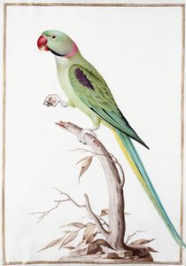 Alexandrine Parakeet av Nicolas Robert