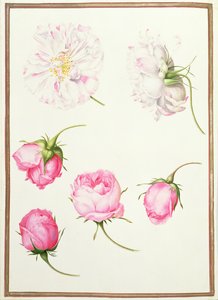PD.109-1973.f1 Seks hoder av gammeldagse roser (wc på vellum) av Nicolas Robert