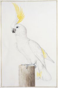 Svovelkakadue av Nicolas Robert