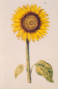 Solsikke eller Helianthus, fra 