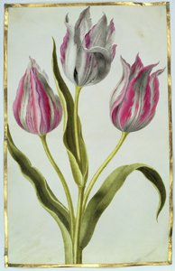 Tulipaner, ca. 1675 (gouache på vellum) av Nicolas Robert
