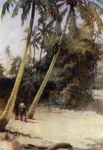 Solomon Island Boy klatrer etter grønne kakaonøtter, nær Gavutu, New Florida (farge litho) av Norman Hardy