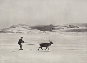 Skikjøring med reinsdyr på fjellet av Norwegian Photographer