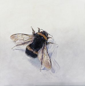  av Odile Kidd
