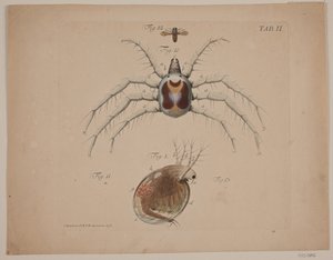 Insekter. Plate II av zoologisk arbeid