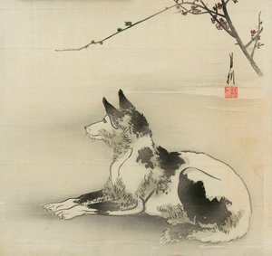 Svart og hvit hund