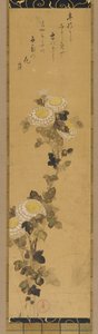 Krysantemum, 1700-1800-tallet.