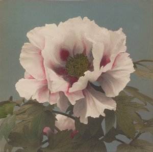 Tree Pæony av Ogawa Kazumasa