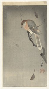 Bøffelhodeskrike og edderkopp av Ohara Koson