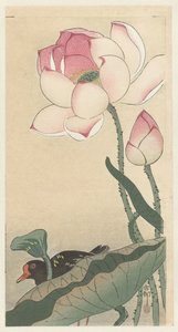 Gallinule med lotusblomster av Ohara Koson