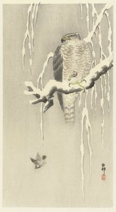 Hauk med fanget gressspurv. av Ohara Koson