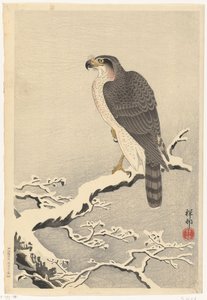 Hawk på snødekt gren av furutre av Ohara Koson