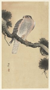 Hauk på furukren av Ohara Koson