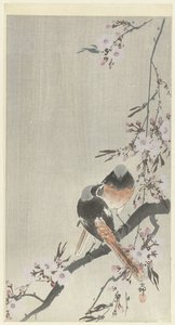 To siegel-rødstarter med kirsebærblomst av Ohara Koson