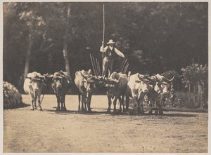 Six Oxen Team med sjåføren deres