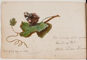 Sommerfugl på blad av Ottilie Pauline Horneman