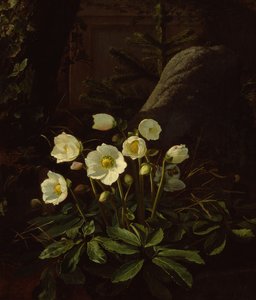 Hellebores in a Rockery (olje på lerret)