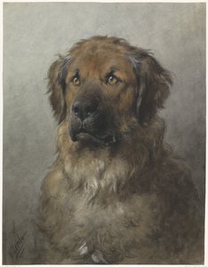 Leder for en Leonberger Leder av en Leonberger, forfra