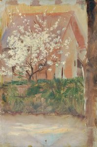 Hvitt blomstrende tre i forgården