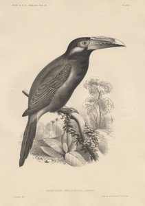 Selenidera Spectabilis, litho av Bowen und Co., 1850 av Otto Koehler