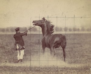 Hest, 1884. av Ottomar Anschütz