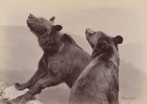 [To bjørner], 1889. av Ottomar Anschütz