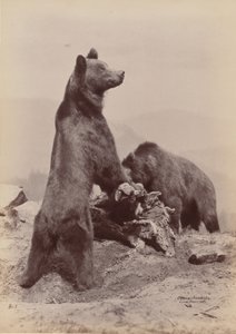 [To bjørner], 1889. av Ottomar Anschütz