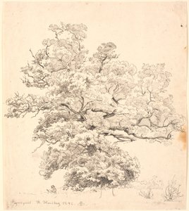 Et stort eiketre, under det sitter en tegnende mann. av P.C. Skovgaard