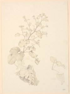Søppelplanter. av P.C. Skovgaard