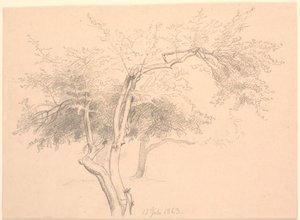 Studie av tretopper. av P.C. Skovgaard