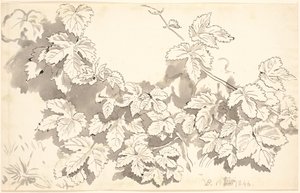 Studieark. Egeblade. av P.C. Skovgaard