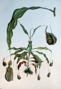 Nepenthes Hookeriana, botanisk plate fra 