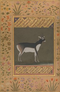 Black Buck, Folio fra Shah Jahan Album, rekto: ca. 1615-20, verso: ca. 1530-50. av Painting attributed to Manohar