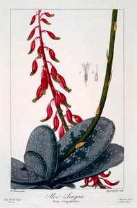 Aloe språk, pub. 1836. av Panacre Bessa
