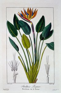 Bird of Paradise eller Crane Flower, pub. 1836.