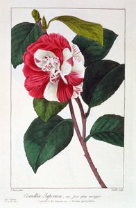 Camellia Japanica, pub. 1836.