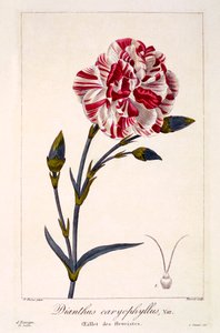 Dianthus caryophyllus, pub. 1836. av Panacre Bessa