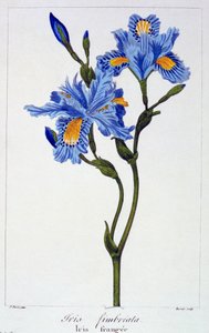 Fringed Iris, pub. 1836. av Panacre Bessa