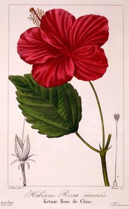 Hibiscus: H. rosa-sinensis, pub. 1836.