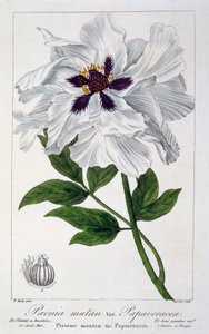 Paeonia Suffruticosa, pub. 1836. av Panacre Bessa