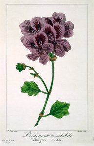 Pelargonium, pub. 1836. av Panacre Bessa