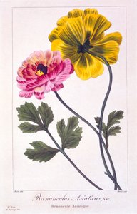 Persisk smørblomst, pub. 1836. av Panacre Bessa