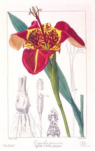 Tigerblomst eller påfuglblomst, pub. 1836.